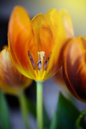 Natual vivid fresh orange and red tulip with transversale cut. Tilt-shift lens used for a softer and romantic effect.の写真素材