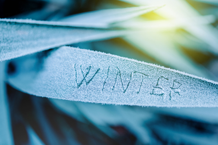 The word winter written on a frozen grass leaf on a cold morning. Toned to blue color to emphasize contrastの写真素材