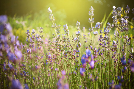 Beautiful detail of a lavender field in sunset. Useful file for your brochure,flyer site about gardening, spa, traditional medicine and cosmetic products.の写真素材