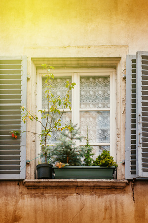 Flower pot with fir trees on a window in French city on a sunny dayの写真素材