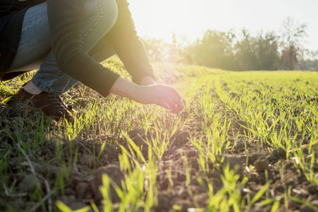 Young agronomist agriculture woman biologist inspecting the wheat plant harvest on a warm spring day...