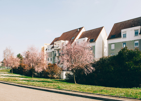 Beautiful japanese sakura cherry tree in bloom in front of a French apartment building on a warm spring dayの写真素材