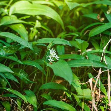 Spring medical nutritional plant and fresh; natural; wild-grown; bears garlic leaves in forestの写真素材