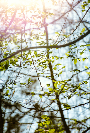Vertical image of lush early spring foliage - vibrant green spring fresh leaves of poplar tree in spring in protected forestの写真素材