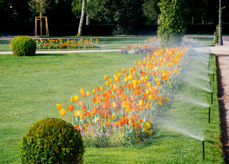 Modern automatic sprinkler irrigation system working early in the morning in green park - watering lawn and colourful flowers tulips narcissus and other types of spring flowersの写真素材