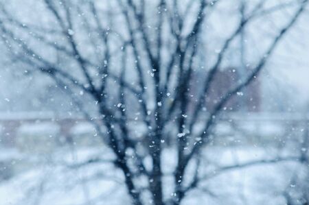Cold winter background with fallen defocused snowflakes with tree silhouette in the backgroundの写真素材