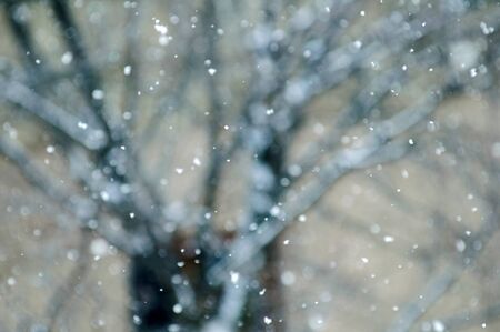 Winter background with fallen defocused snowflakes with tree silhouette in the background - defocused snowflakeの写真素材
