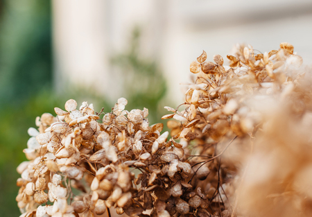 Dried hortensia still life - defocused view advertising conceptual image bokehの写真素材
