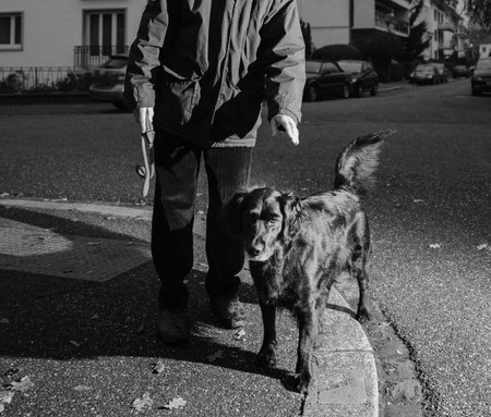 Man with spaniel dog on city street at duskの写真素材