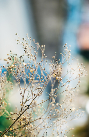 Dried plant close-upp defocused viewの写真素材