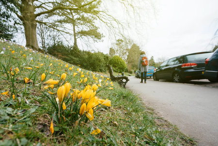 French vibrant spring field with Crocus (Crocus longiflorus) flowers in bloom - view from bellow in public park in Bath, United kingdomの写真素材