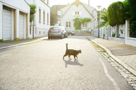 Beautiful curious cat walking at sunset leaving majestic shadow in calm French neighborhood with beautiful French housesの写真素材
