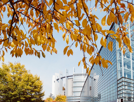 STRASBOURG, FRANCE - OCTOBER 30, 2015: European Parliament office glass building seen through yellow leaf tree on a warm day with blue sky and sunny dayのeditorial素材