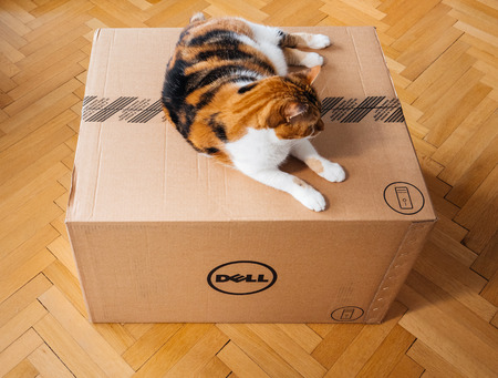 PARIS, FRANCE - AUG6: Cat inspecting multiple Amazon Prime boxes delivered by courier and left by the door by Hermes delivery courierのeditorial素材