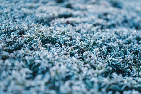 Macro detail of the frozen plants in the garden in the cold fall morningの写真素材