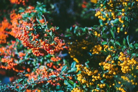 Colorful wild berries on autumn tree in garden park forest