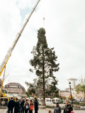 STRASBOURG, FRANCE - OCT 30, 2017: People admiring Strasbourg Christmas Tree Install in central Place Kleber Square by gigantic crane for the upcoming winter holidaysのeditorial素材