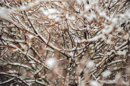 Abstract unique view through branches of trees on a cold winter snowy day with defocused foreground の写真素材