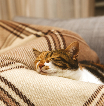 Side view of cute cat with funny face Chinese expression sleeping on the blanket on the living room couchの写真素材