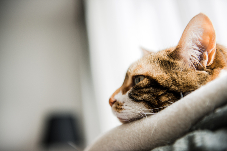Profile view of cute cat with funny face - pensive, melancholy and nostalgia memoriesの写真素材