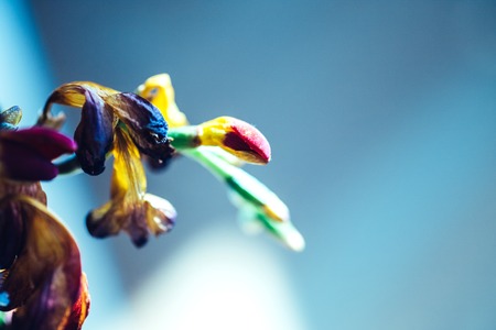 Sbstract composite of dried freesia plants extreme macro close-up against blue backgroundの写真素材