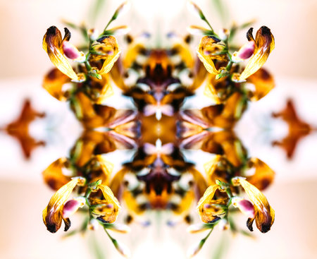 Digital art abstract composite made from dried freesia plants extreme macro close-up against orange...