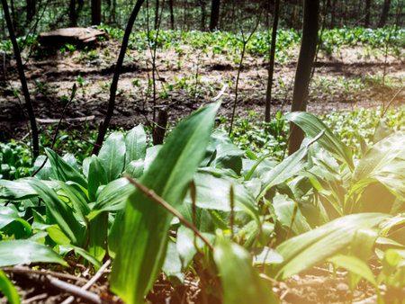 Spring medical nutritional plant and fresh, natural, wild-grown, bears garlic leaves in forest -...