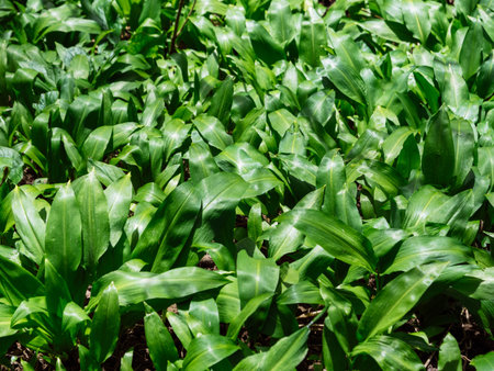 Spring medical nutritional plant and fresh, natural, wild-grown, bears garlic leaves in forest -...