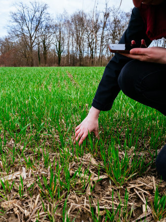 Detailed analysis of soil made by woman biologist inspecting the wheat plant harvest on a warm...