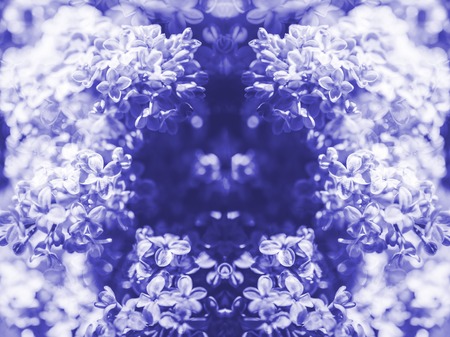 Blue color toned chromacity of abstract composite extreme close-up of fresh Syringa lilac flower touched by sun flare - floral composition, automatonの写真素材
