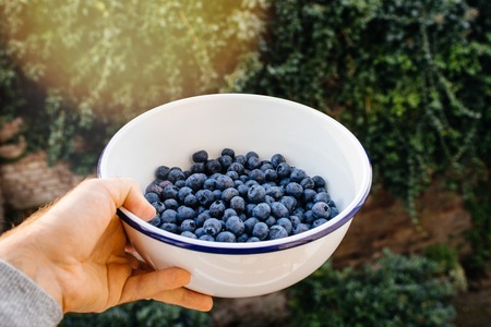 Close-up of a manÃ¢ÂÂs hand holding white bowl with blueberries with green spring colors in soft-focus in the background on a late sunny afternoon sun light flareの写真素材