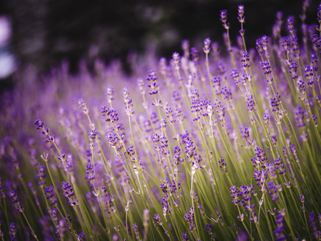 Myriads of scented lavender treads flowers field perfect Radiant Orchid color in Provence France. Image for agriculture, perfume, cosmetics SPA, medical industries and diverse advertising materialsの写真素材