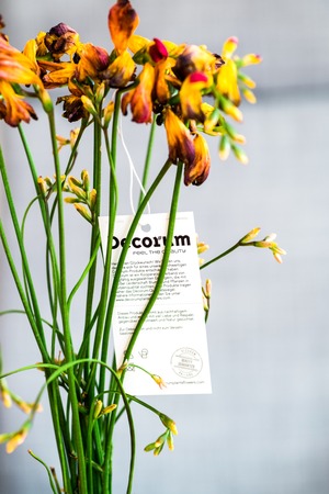 PARIS, FRANCE - FEB 28, 2018: Dried freesia plants bouquet with extreme macro close-up dECORUM BRANDのeditorial素材