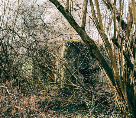 WWII World War bunker hidden behind tree in French forest in Alsace Region not too far from Strasbourgの写真素材