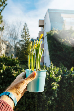 Crop male hand holding blue pot with fresh growing sprouts of daffodils flowers in sunlight ecology...