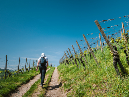 Rear view of unrecognizable man with backpack walking up rural road among green grape plantations in sunlight vineyard discovering the German vineyard in summer dayの写真素材