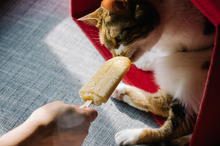 Crop woman outstretching hand with ice-cream on stick to adorable furry cat at home in red boxの写真素材