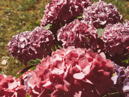 Red vivid rhododendron flower early in the morning in French park in the morningの写真素材