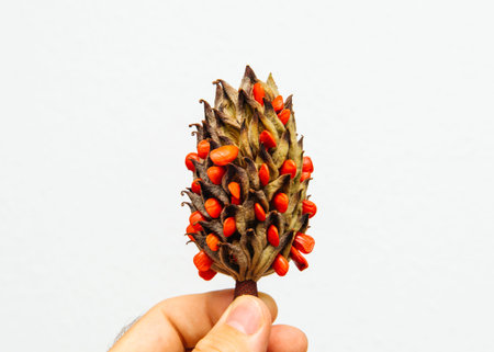 Man holding against white background a fruit of Magnolia grandifloraの写真素材