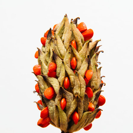 Magnolia grandiflora against white background with red seedsの写真素材