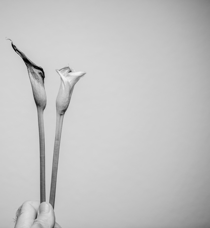 Man hand holding two dead calla flower against colorful background deadpan - black and white copy space on rightの写真素材