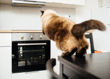 Elegant fluffy cat jumping from the kitchen table to the kitchen counter above the ovenの写真素材