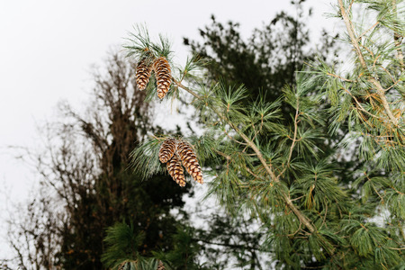 View from below of five fir-tree pine cones in the French forestの写真素材