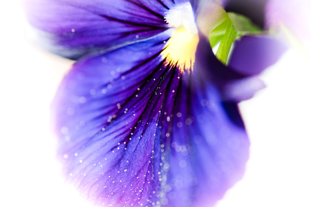 Macro detail of violet purple viola plant on balcony genus of flowering plants in the violet family Violaceae - macro shot of first spring flowers with pollen.の写真素材