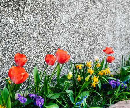 Beautiful flowers in front of the house - spring with tulips, daffodils and petuniaの写真素材