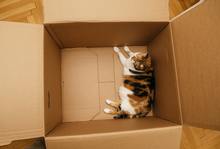Elevated view of curious cat inside a cardboard carton box after unboxing laying playing in the new placeの写真素材