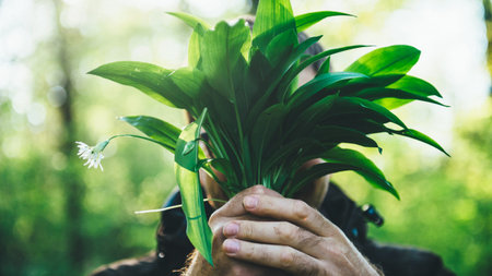 Male silhouette hiding face behind fresh bounce of Allium ursinum wild garlic - green forest...