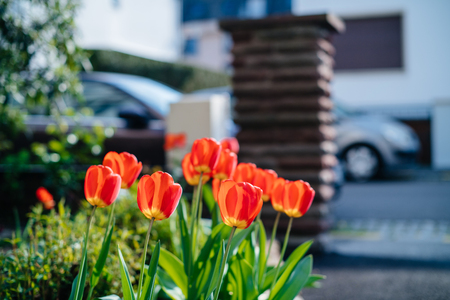Side view of beautiful red tulips in the garden with house and car silhouette in backgroundの写真素材