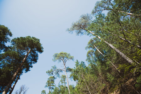 Low angle view from below at the pines canopies against blue sky in forest - concept of largess and...
