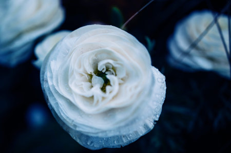 Rain drops on Ranunculus from the family Ranunculaceae detailed photo macro close-up with tilt-shift...